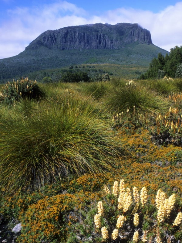 The landscape in bloom