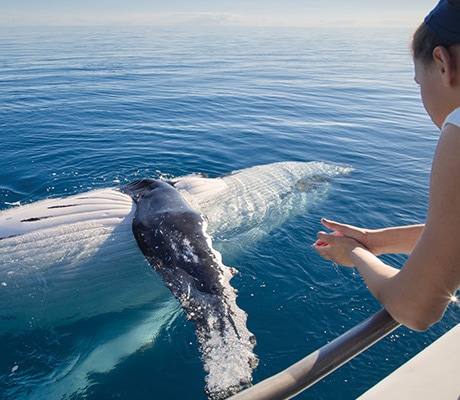Whale spotting Fraser Island