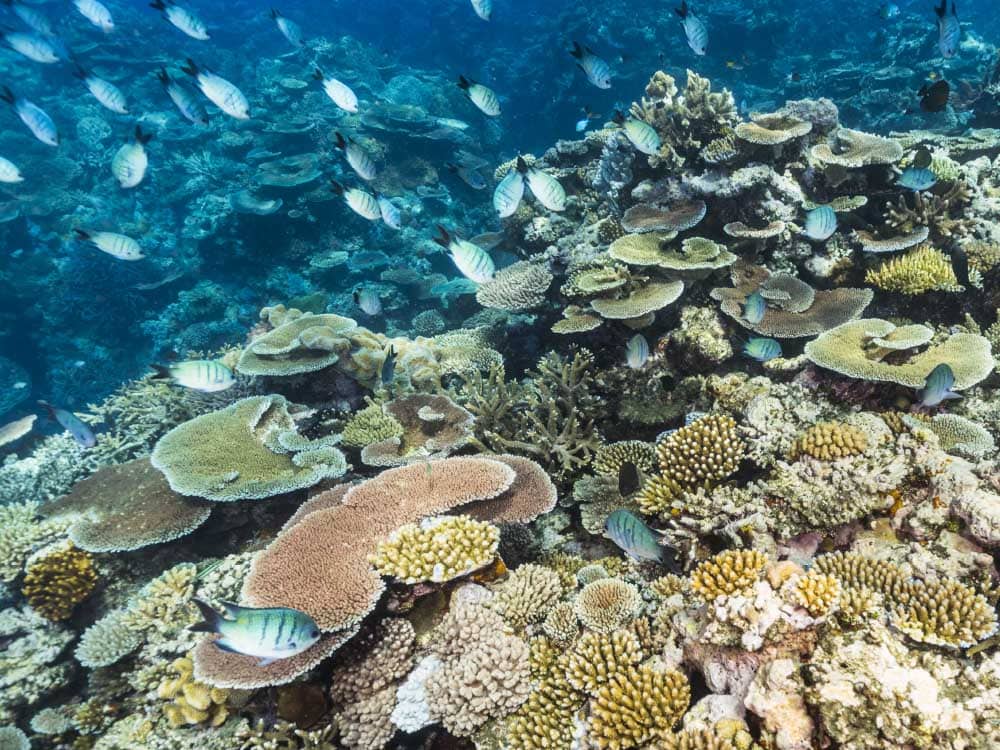 Coral Spawning In The Great Barrier Reef Australian Traveller