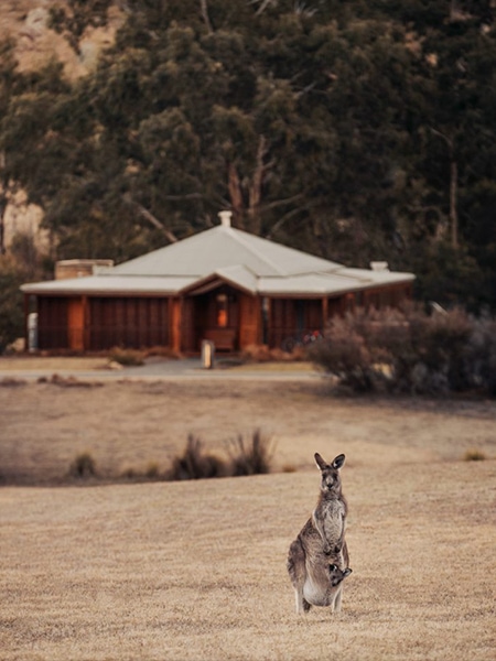 Kangaroo and joey outside Emirates One&Only Wolgan Valley