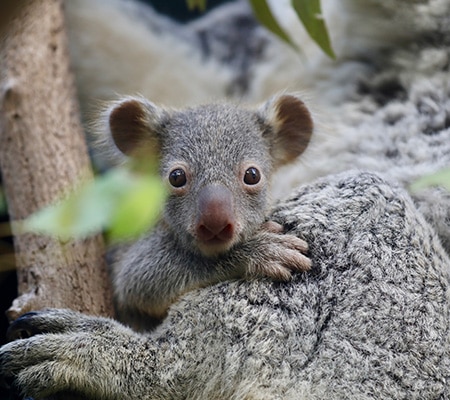 Koala at Australia Walkabout Wildlife Park, Central Coast