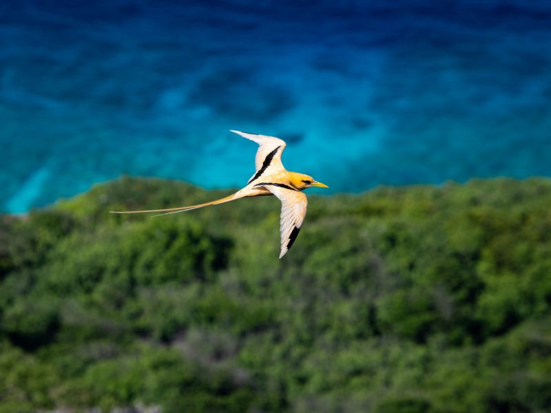 Golden Bosun in flight over Christmas Island