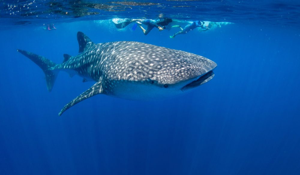 Snorkelling with whale sharks off Christmas Island