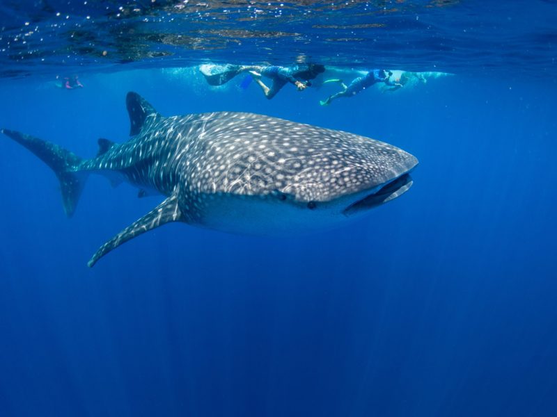 Snorkelling with whale sharks off Christmas Island