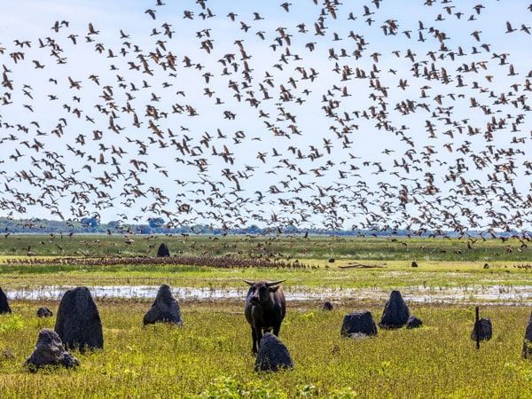 Wetlands in Northern Territory