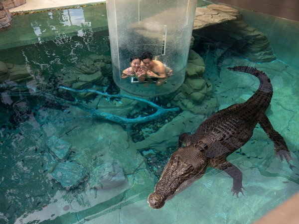 two people inside the Cage of Death, Crocosaurus Cove