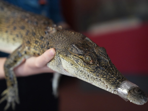 holding a baby Croc at Crocosaurus Cove