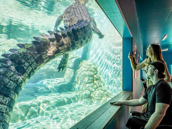 visitors at Crocosaurus Cove viewing from a huge croc aquarium at 