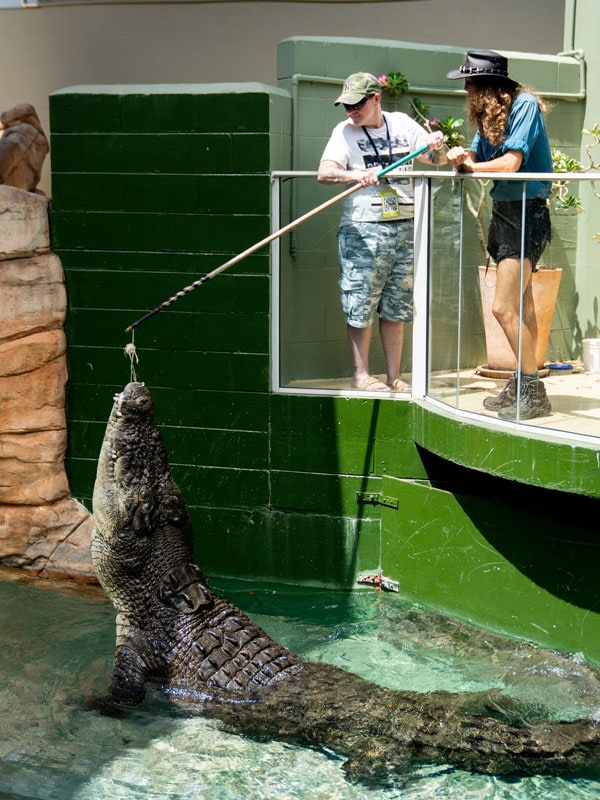 feeding a huge croc at Crocosaurus Cove