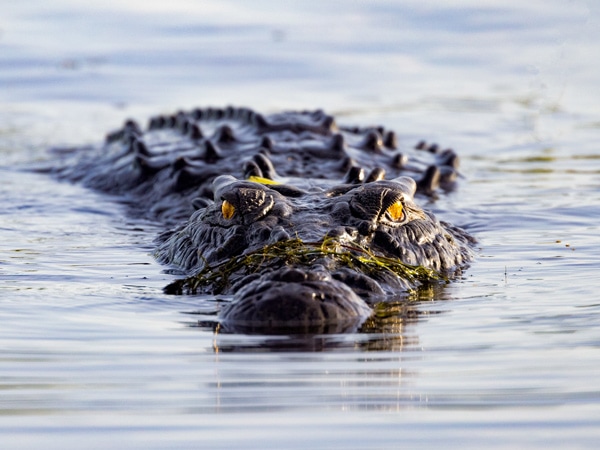 a crocodile in Kakadu