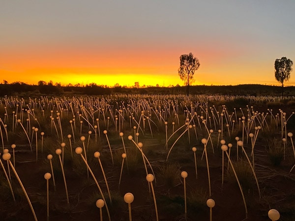 Field of Light in sun