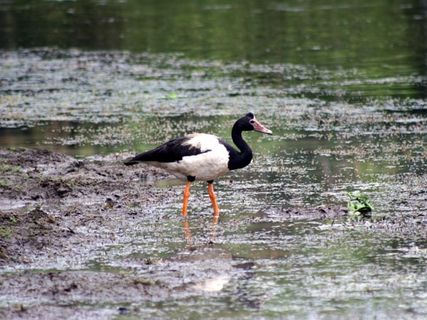 a Magpie Goose in the wetlands of Kakadu