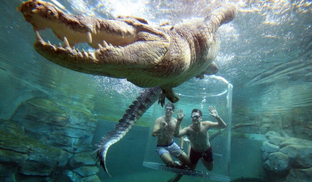 a crocodile encounter at the Cage of Death, Crocosaurus Cove