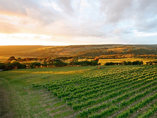 Red Hills wineries 