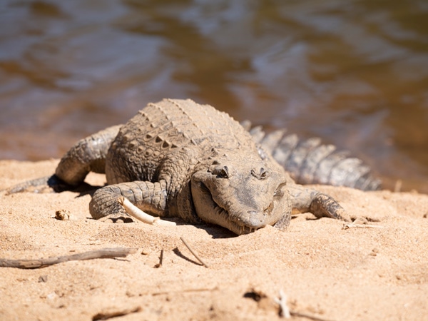 a freshwater crocodile at Windjana Gorge National Park