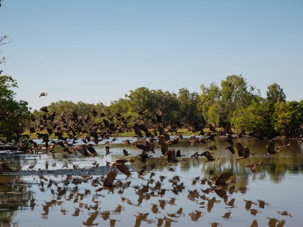 birds flying over Yellow Water Billabong, Kakadu