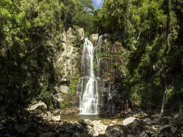 Wander through the Minnamurra Rainforest