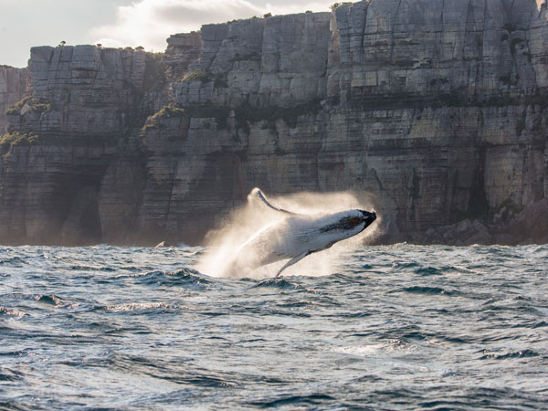 Watch whales at Jervis Bay