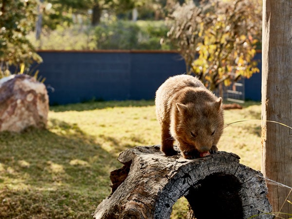 Visit Symbio Wildlife park