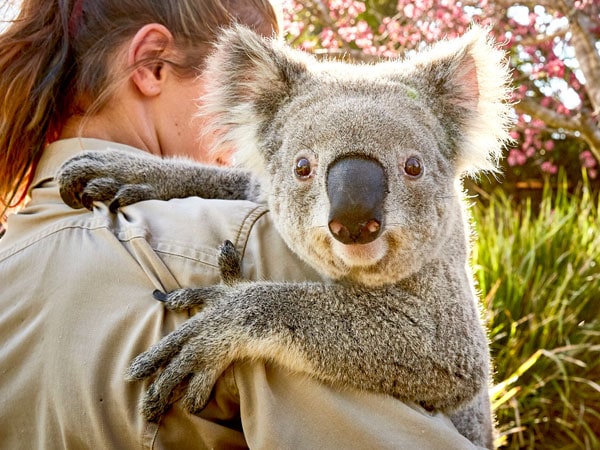 See koalas at Symbio Wildlife Park