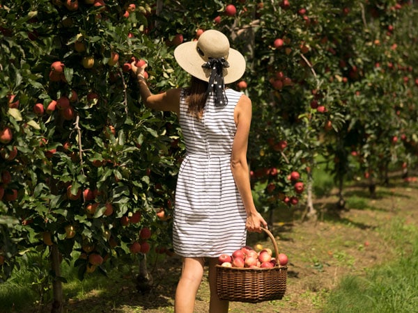 Pick Apples at t Darkes Glenbernie Orchard 