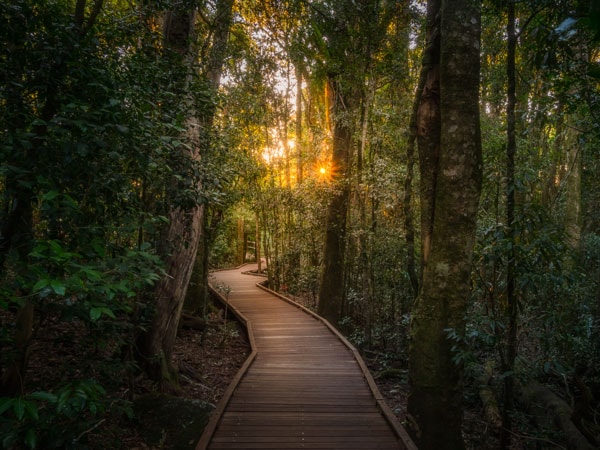 Booyong Walk in Lamington National Park