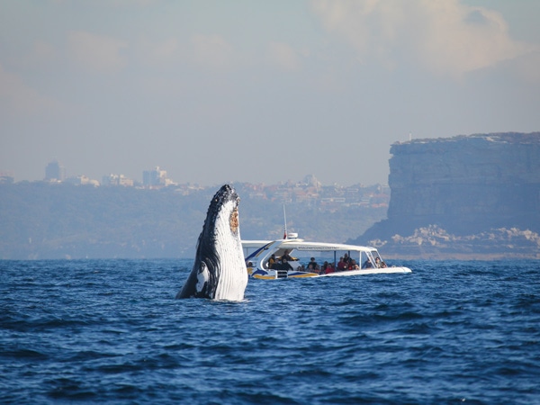 a boat of people getting close to a huge humpback whale during Whale Watching Sydney voyage 