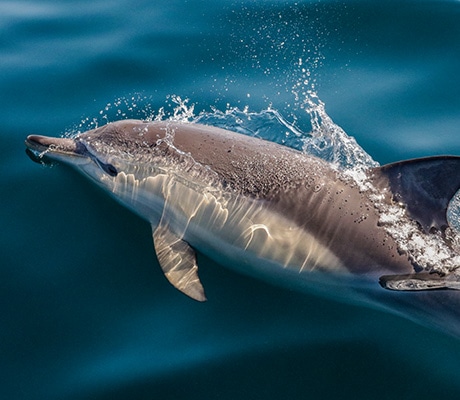 Bottlenose dolphins, Nelson Bay