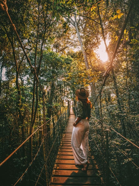O'Reilly's Tree Top Walk.