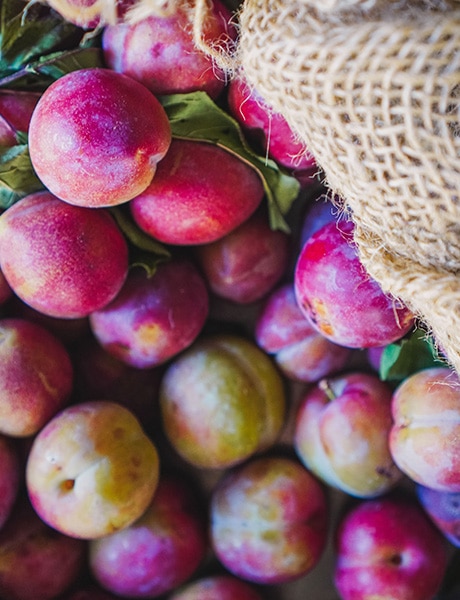 Fruit at the Loch, Southern Highlands