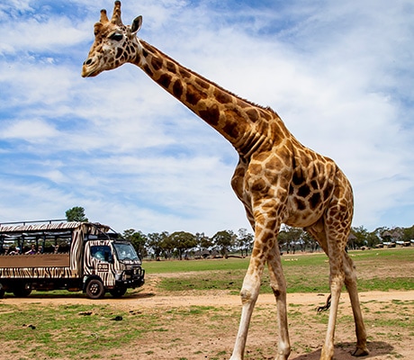 Giraffe at Dubbo Zoo