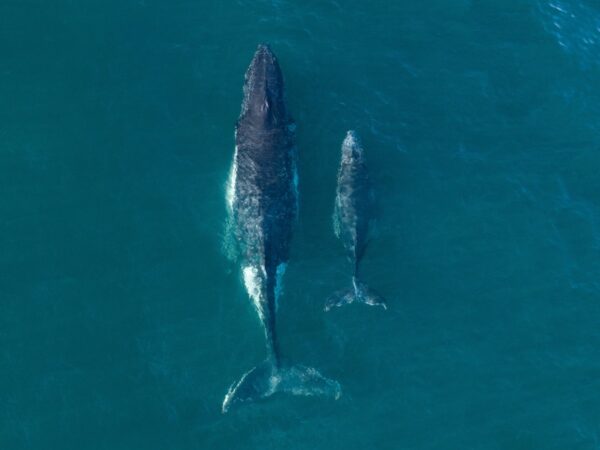 Your Guide To Whale Watching In Sydney - Australian Traveller