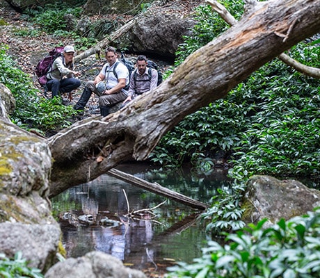 Guides and hikers on the Spicers Scenic Rim Trail