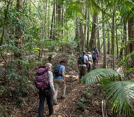 Hikers in the rainforest on the Spicers Scenic Rim Trail