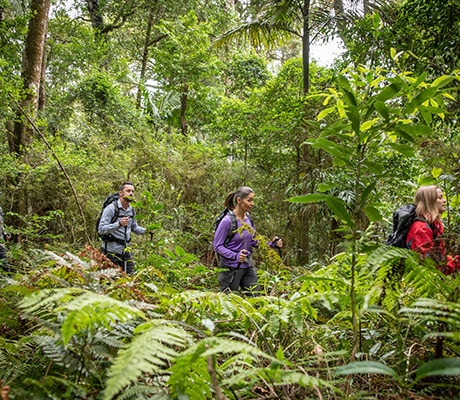 Spicers Scenic Rim Trail