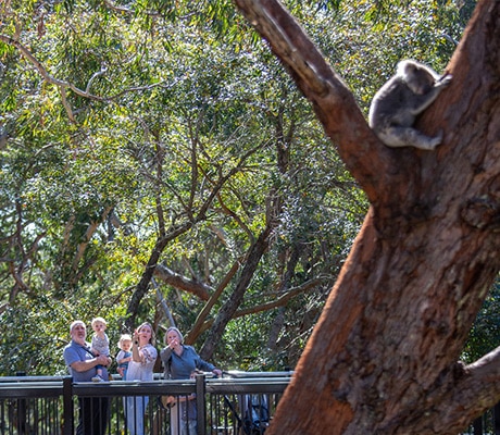 Port Stephens Koala Sanctuary