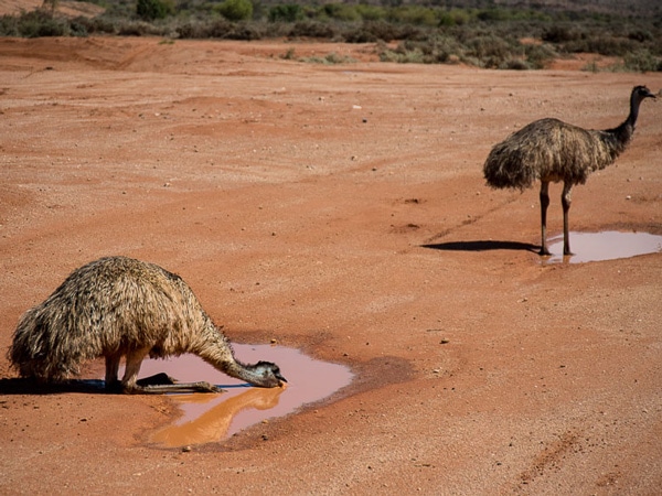 driving the NSW Outback.