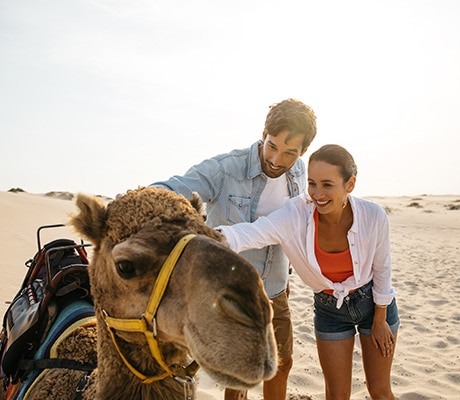 Camels, Stockton Dunes, Port Stephens