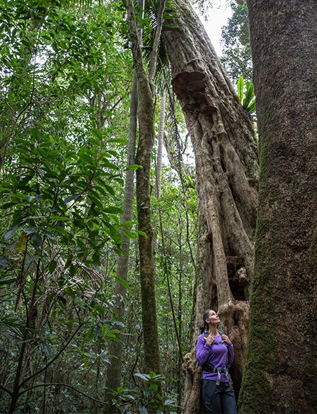 Hikers on the Spicers Scenic Rim Trail