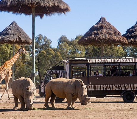 Safari Tour, Dubbo Zoo