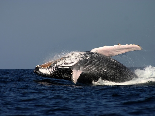 Your Guide To Whale Watching In Sydney - Australian Traveller