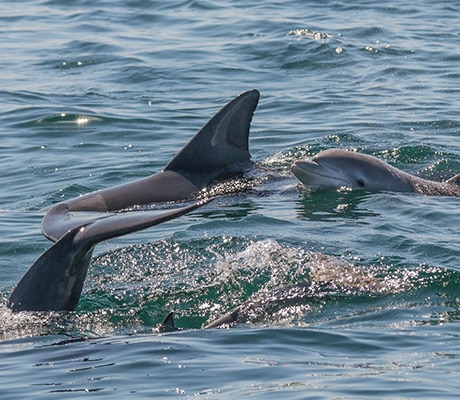Bottlenose dolphins, Nelson Bay, Port Stephens