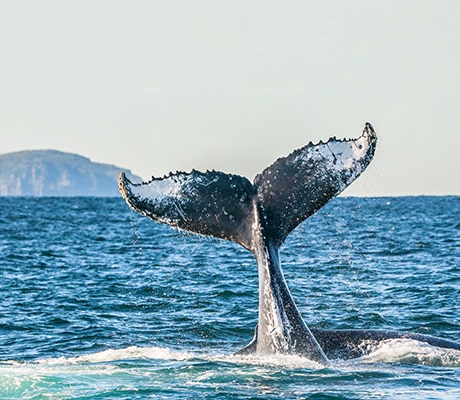 Humpback whale, Port Stephens