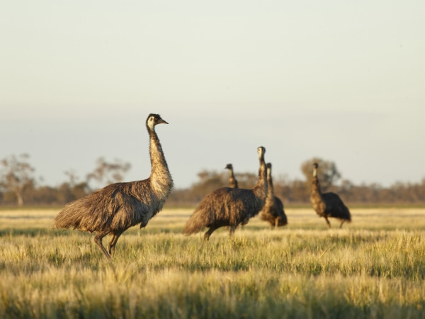 Nindigully emus