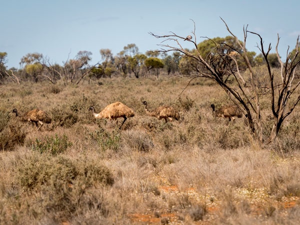 Spot the wildlife in Mutawintji National Park.