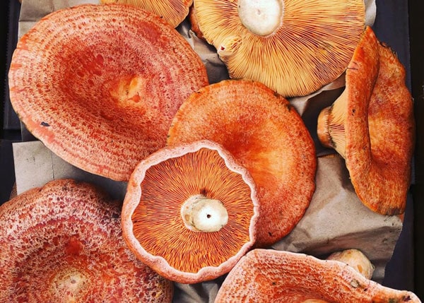 Autumn Wild Mushroom Trail at Kyah Boutique Hotel