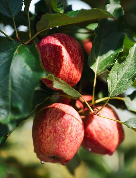 Wilgro Orchards apples, Batlow