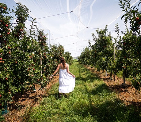Wilgro Orchards, Batlow