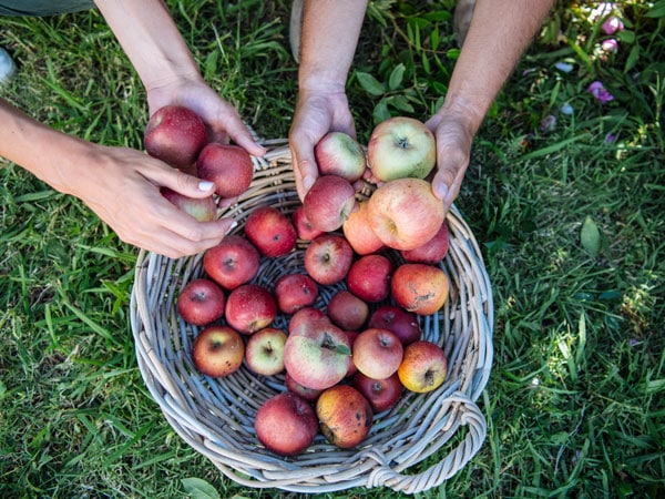 Bilpin is the epicentre of apple country