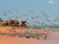 Broome wildlife